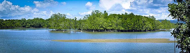 Ranong's Mangrove Forests